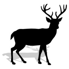 animal - deer, vector
