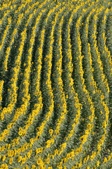 Aerial view of sunflower field
