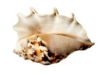 seashel sea life marine