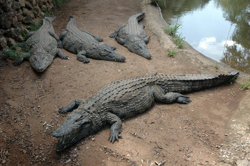 4 Crocodiles