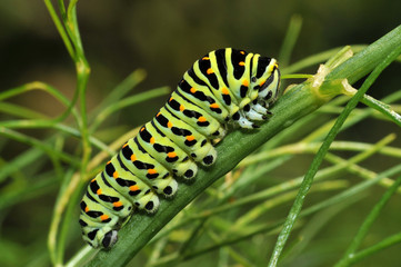 Papilio machaon