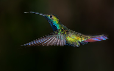 Black-throated Mango hummingbird, Anthracothorax nigricollis. © elnavegante