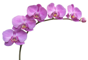 Naklejka na ściany i meble Kwiat ramki tła Orchid