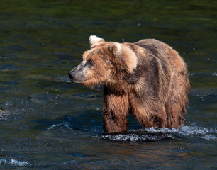 Obraz na płótnie Canvas Alaskan brown bear walking through water