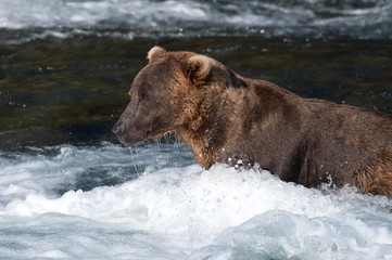 Alaskan brown bear fishing for salmon