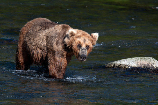 Alaskan brown bear walking through water
