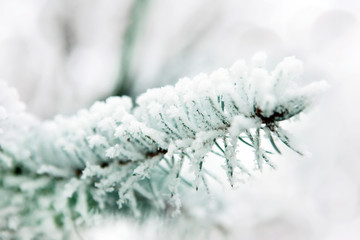 Snow Covered Pine Tree Branches Close Up.