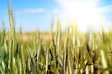 wheat over blue sky