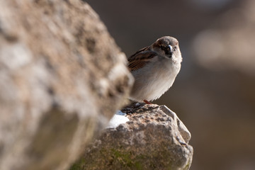 Haussperling,  Passer domesticus