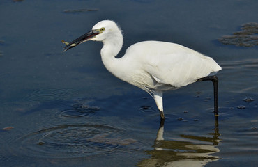white heron with prey into the bill