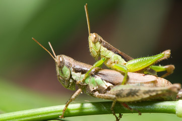 grasshoppers