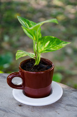 Trees in a cup of coffee.