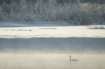 Tundra swan in the fog