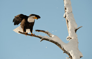 Landing of an eagle.