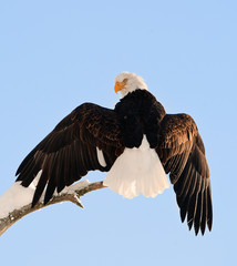 Landing of an eagle.