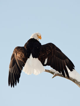 Landing of an eagle.
