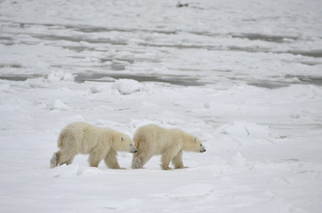 Two cubs of a polar bear