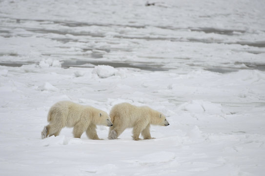 Two cubs of a polar bear