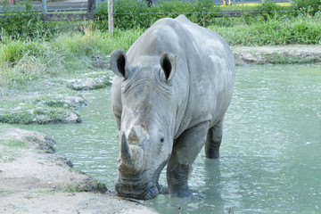 Obraz premium Rhinoceros