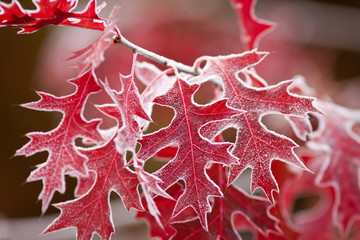 Autumn leaves