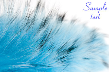 blue fluffy fur