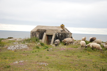 Gotland 34