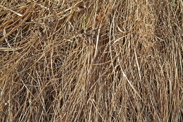 dry grass