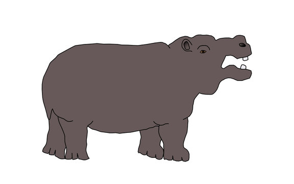 wild animal - hippo, vector