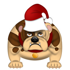 English Bull Dog with Santa Hat Isolated on White