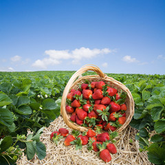 Strawberries in the basket on the field