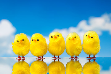 easter chicks background