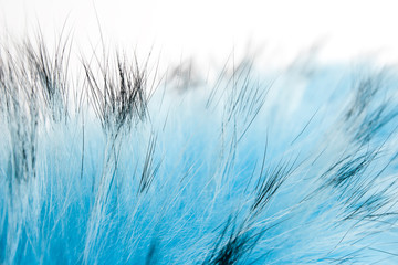 blue fluffy fur