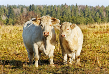 Fototapeta premium White cows.