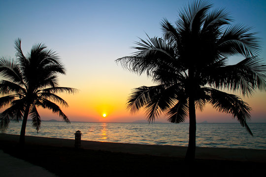 Coconut palm trees silhouetted against sky and sea at sunrise .