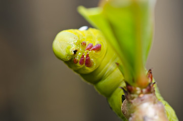 worm in green nature