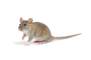 rat