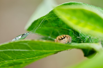 jumping spider in green nature