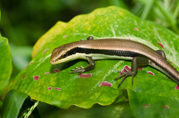Skink in garden