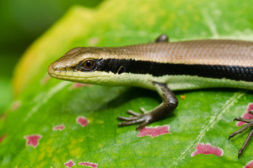 Skink in garden