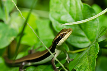 Skink in garden