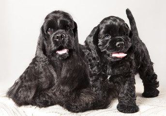American Cocker Spaniel puppy and his mother