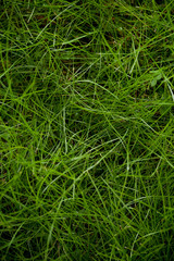 green grass background