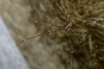 spider in nature