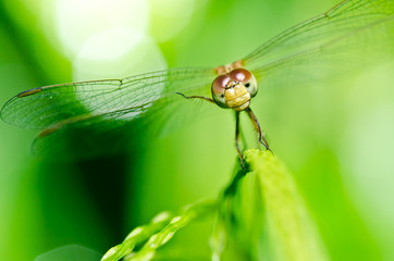 dragonfly in garden