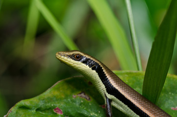 Skink in garden