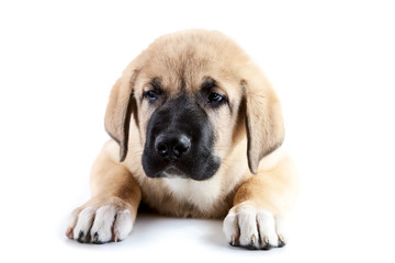 Three-monthly puppy of the Spanish mastiff close-up