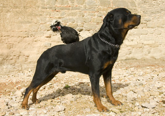 rottweiler et coq nain