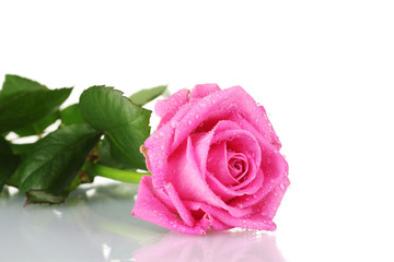 Pink rose isolated on white