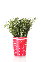 fresh green rosemary in red cup isolated on white
