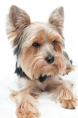 yorkshire terrier